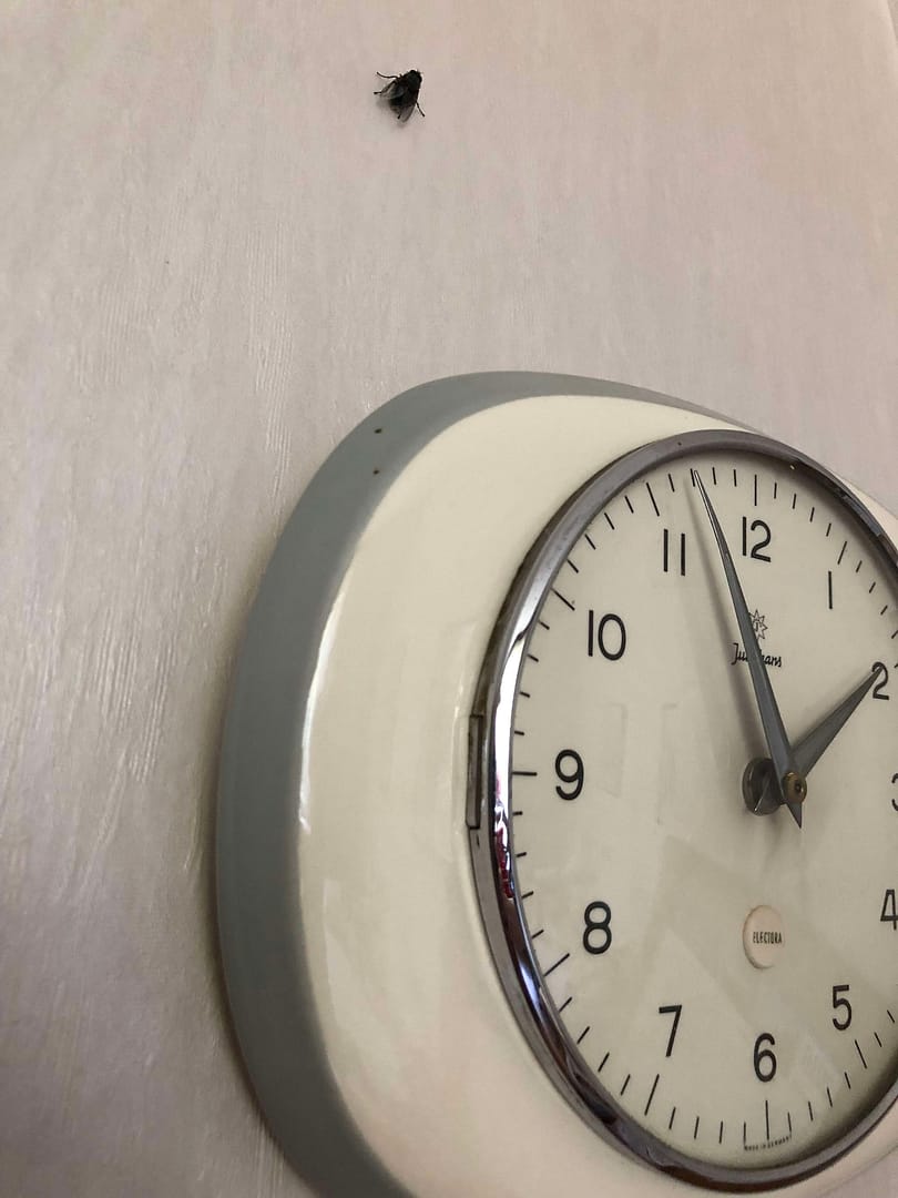 Eine Wanduhr mit einem weißen Ziffernblatt und grauem Rand, darunter sitzt eine Fliege an der Wand.